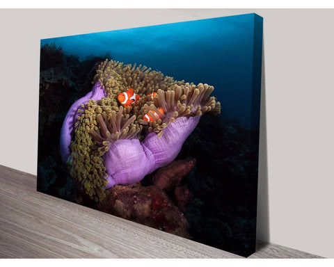 Clownfish on Coral Wall Art Impact Imagery Dunn Furniture - Online Office Furniture for Brisbane Sydney Melbourne Canberra Adelaide