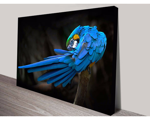 Blue Macaw Wall Art Impact Imagery Dunn Furniture - Online Office Furniture for Brisbane Sydney Melbourne Canberra Adelaide